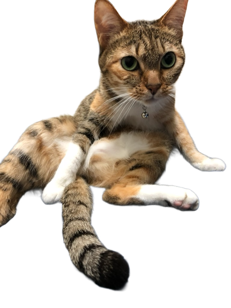 Cute Cat
